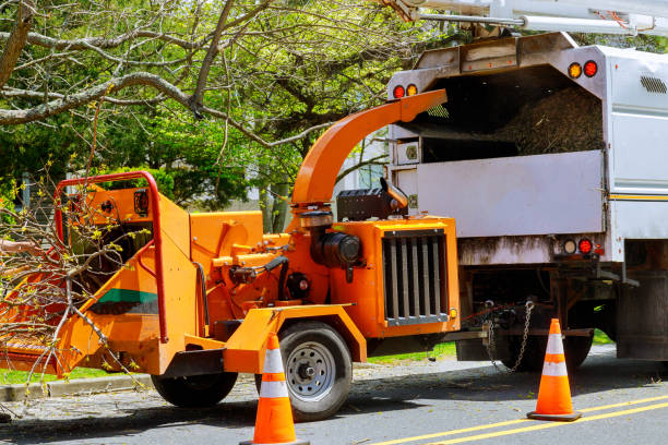 Best Leaf Removal  in Jefferson, IA