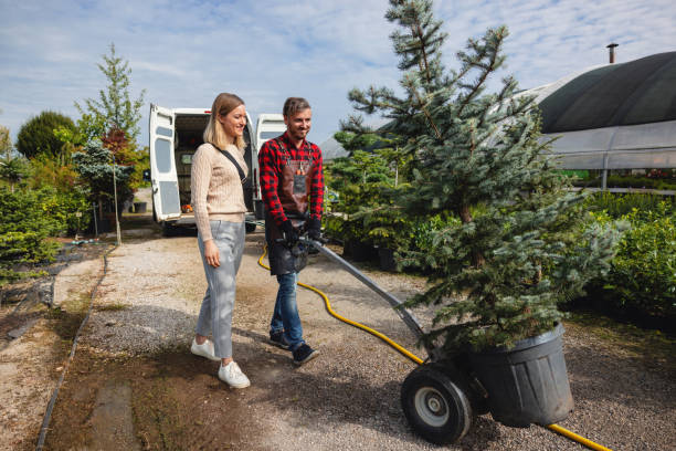 Best Tree Disease Treatment  in Jefferson, IA